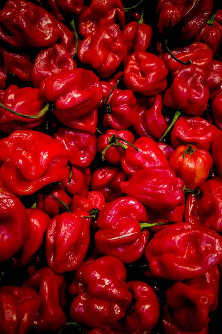 Scotch bonnet pepper
